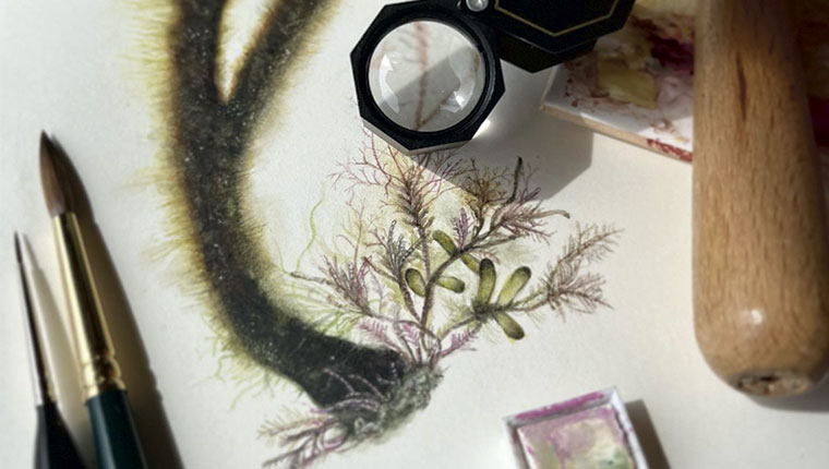 Detailed botanical drawing in colour